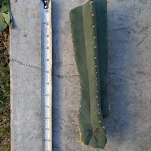 Trichocereus pachanoi (non-pc) 13" Center Cutting