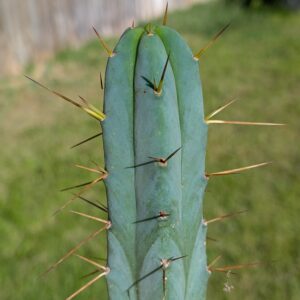 T bridgesii Seed Grown Tip Cuttings
