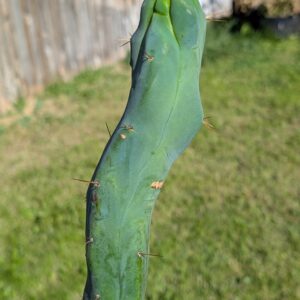 Trichocereus bridgesii monstrose "Melted Wax" 18"  Cutting