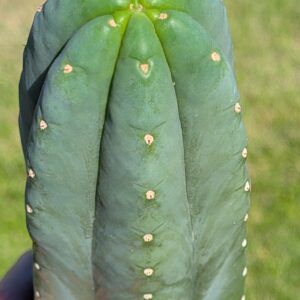 Cuttings