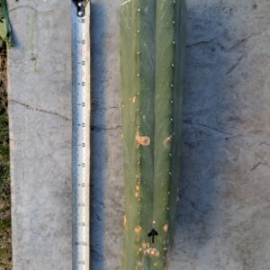Trichocereus pachanoi "Claude" 14" Center Cutting