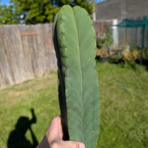 Trichocereus Scopulicola (Scop x Scop seed grown)  13" Cutting