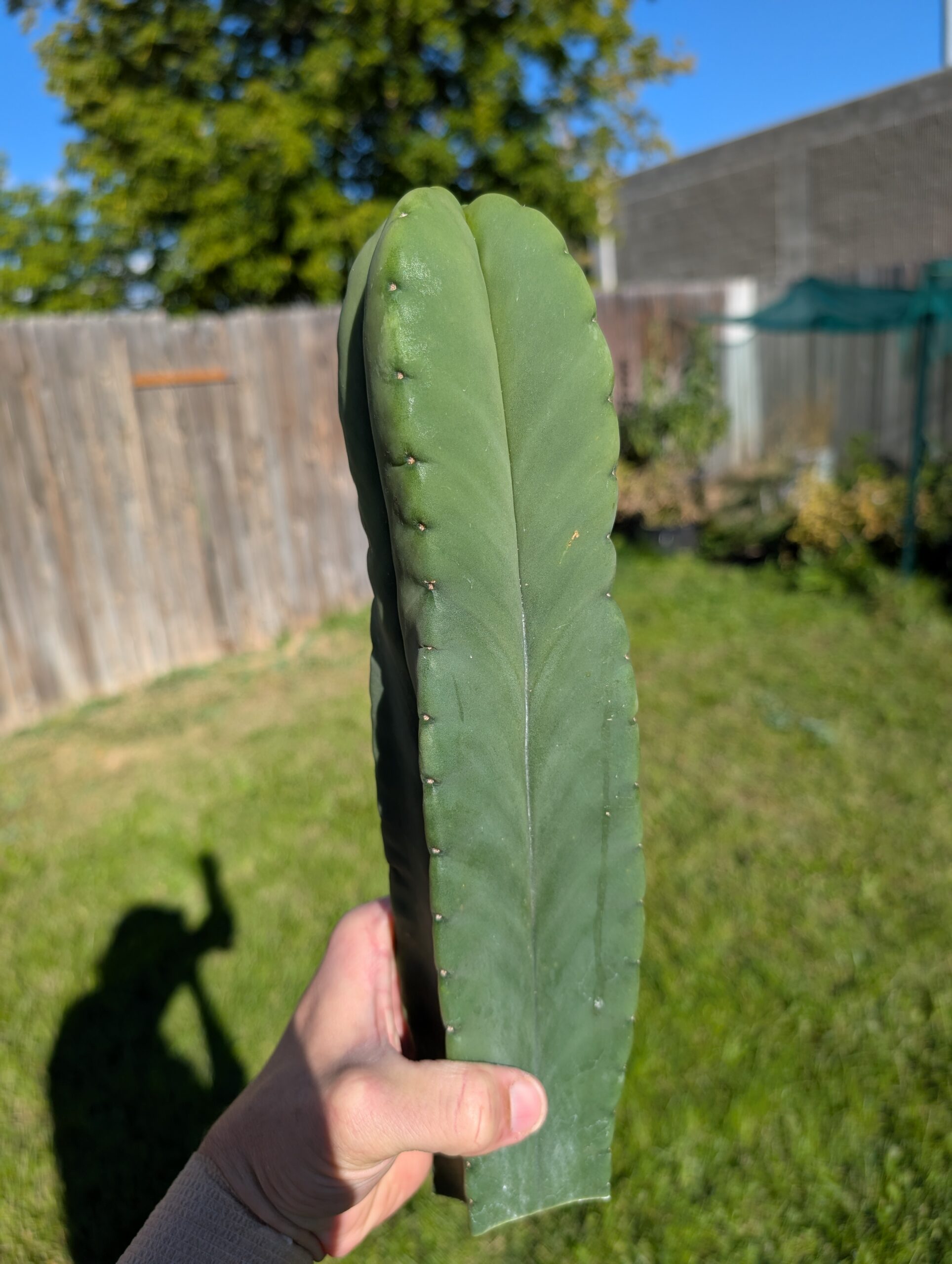 Trichocereus Scopulicola (Scop x Scop seed grown) 13" Cutting