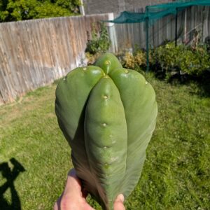 Trichocereus Scopulicola (Scop x Scop seed grown)  14" Cutting