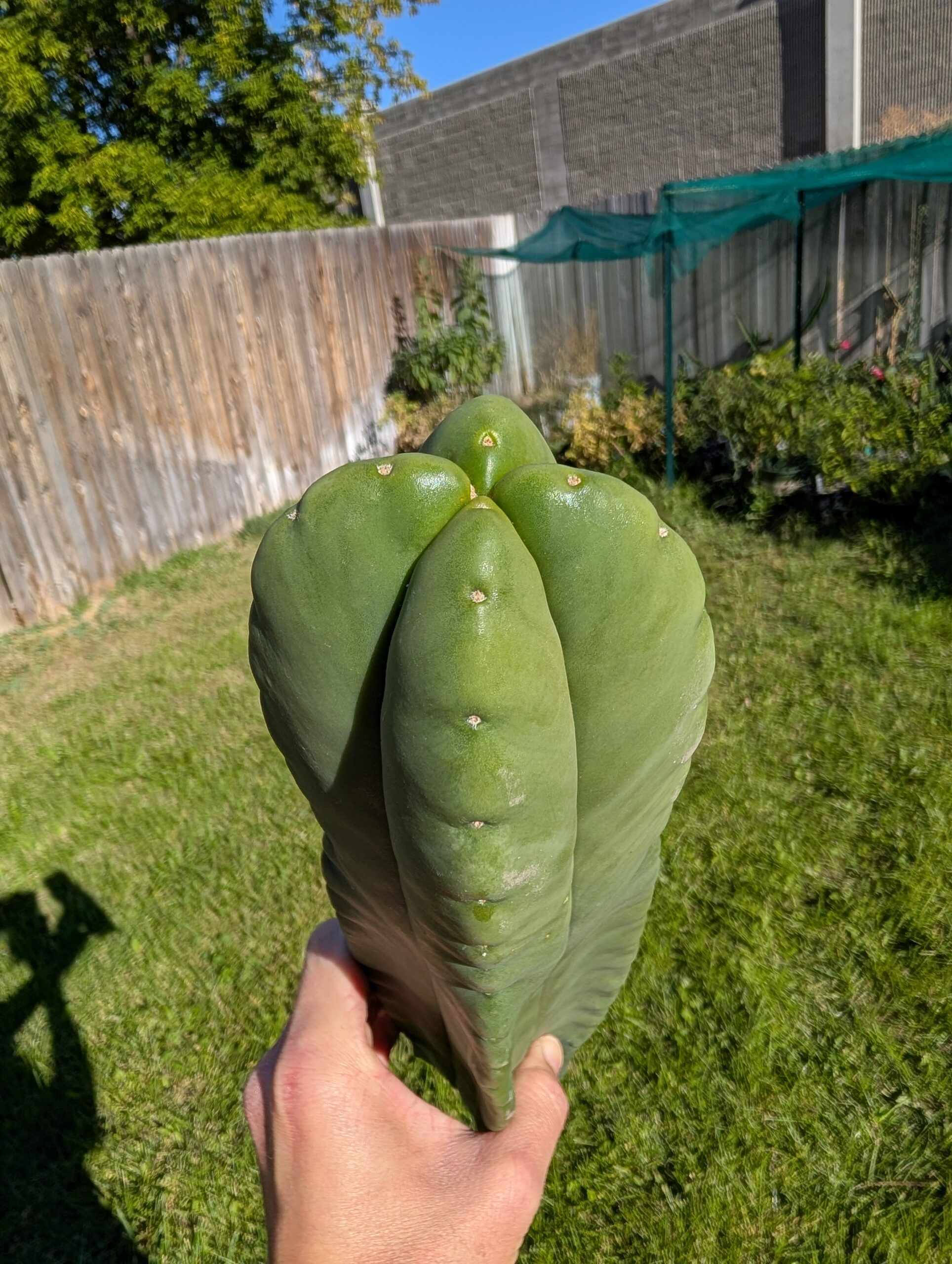 Trichocereus Scopulicola (Scop x Scop seed grown) 14" Cutting