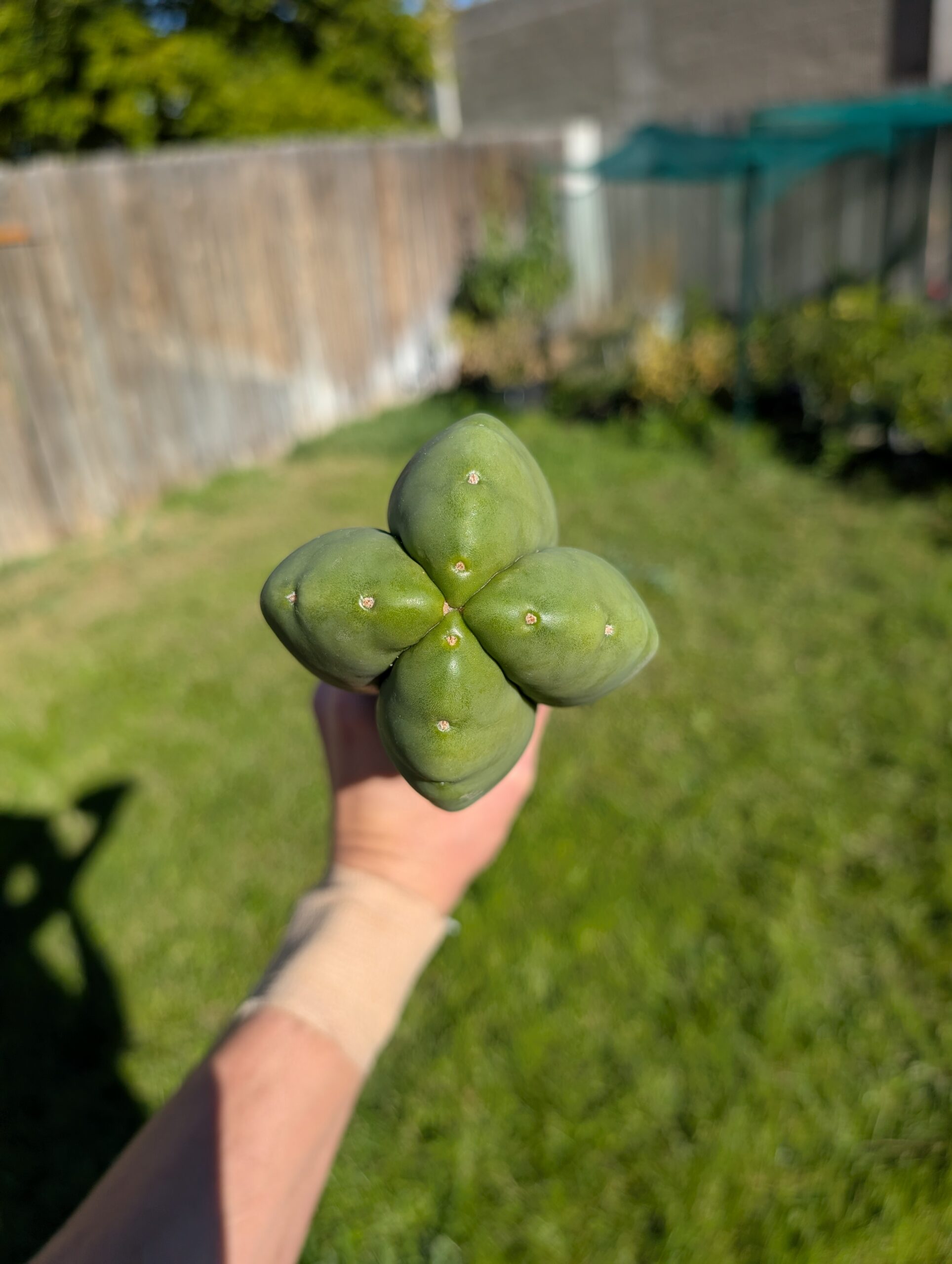 Trichocereus Scopulicola (Scop x Scop seed grown) 15" Cutting - Image 9