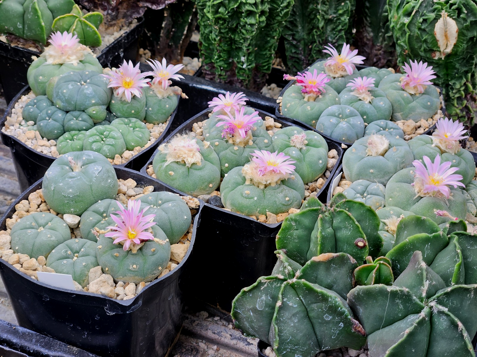Lophophora fricii Seeds - Image 5