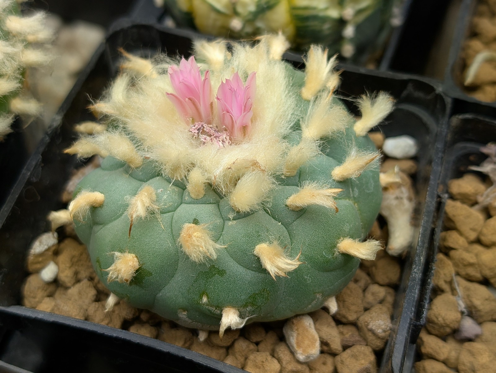 Lophophora fricii Seeds - Image 6