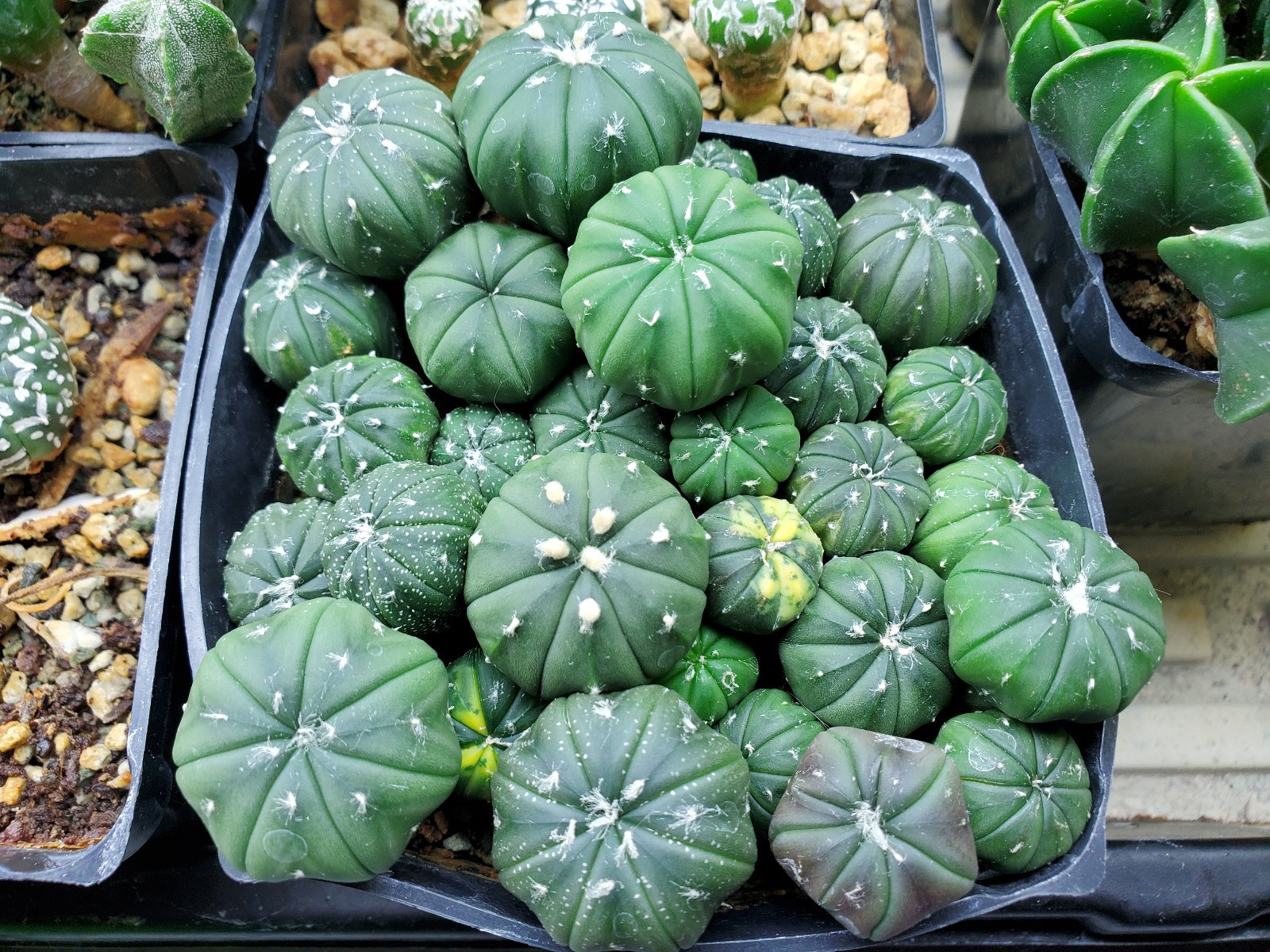 Astrophytum asterias "Mixed Cultivar" 100 Seeds - Image 2