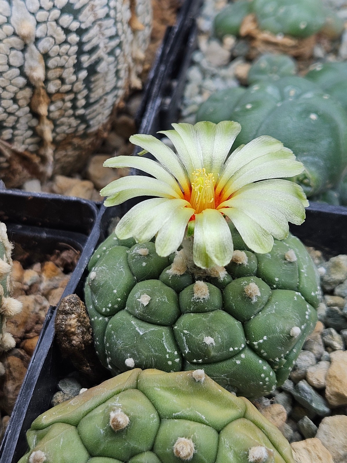 Astrophytum asterias Kikko x Variegata 25 Seeds - Image 4