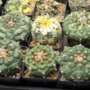 Astrophytum asterias Kikko x Variegata 25 Seeds