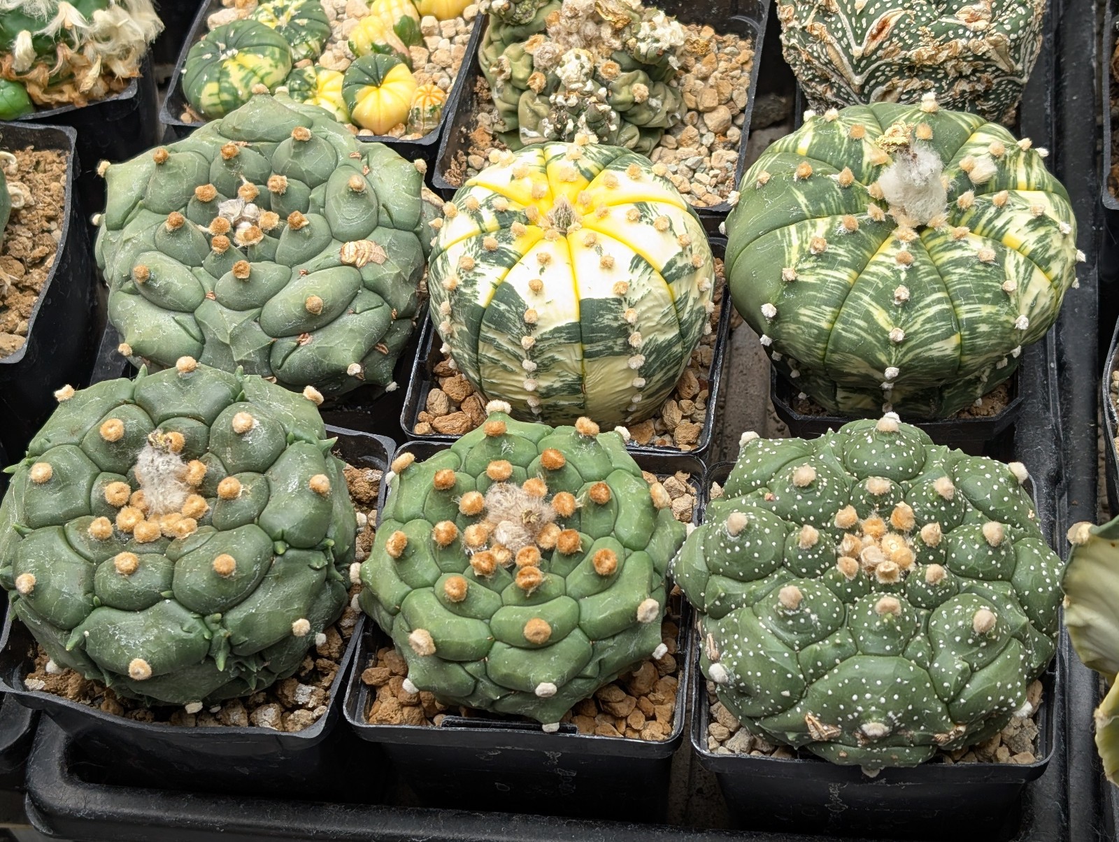 Astrophytum asterias Kikko x Variegata 25 Seeds