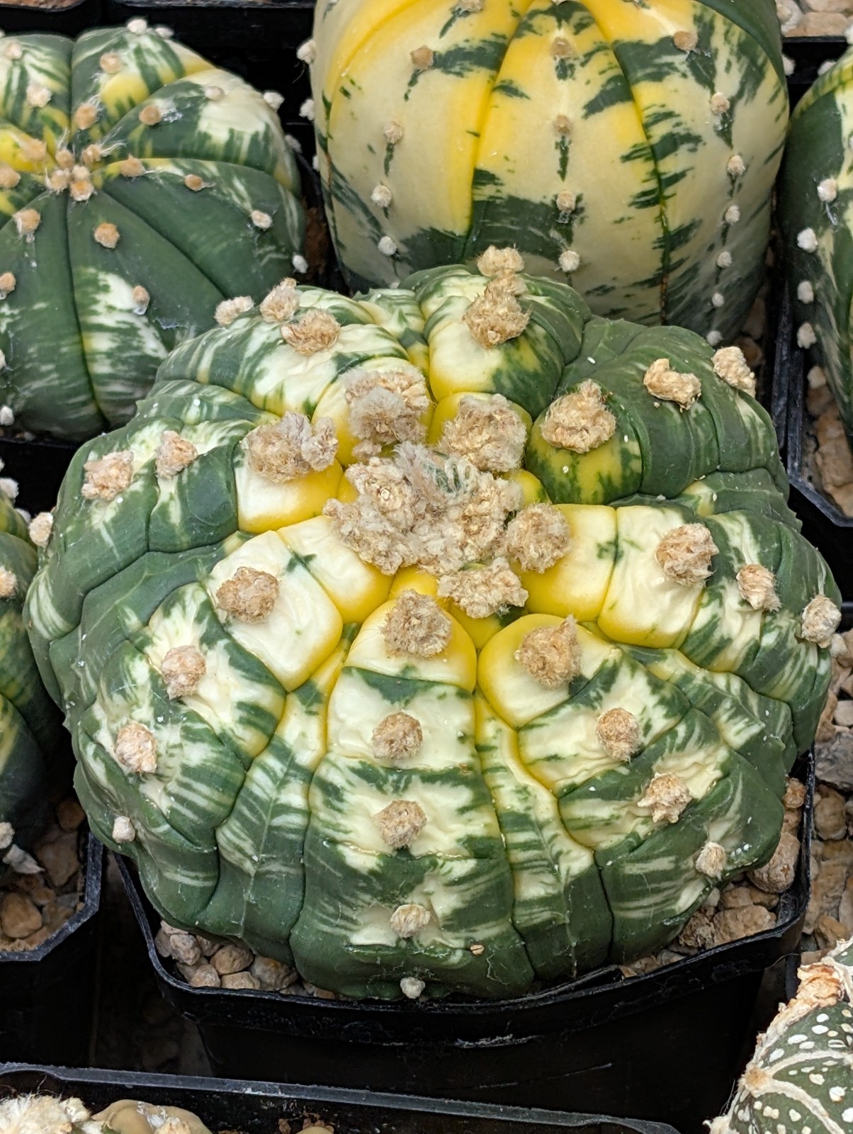 Astrophytum asterias Kikko x Variegata 25 Seeds - Image 2