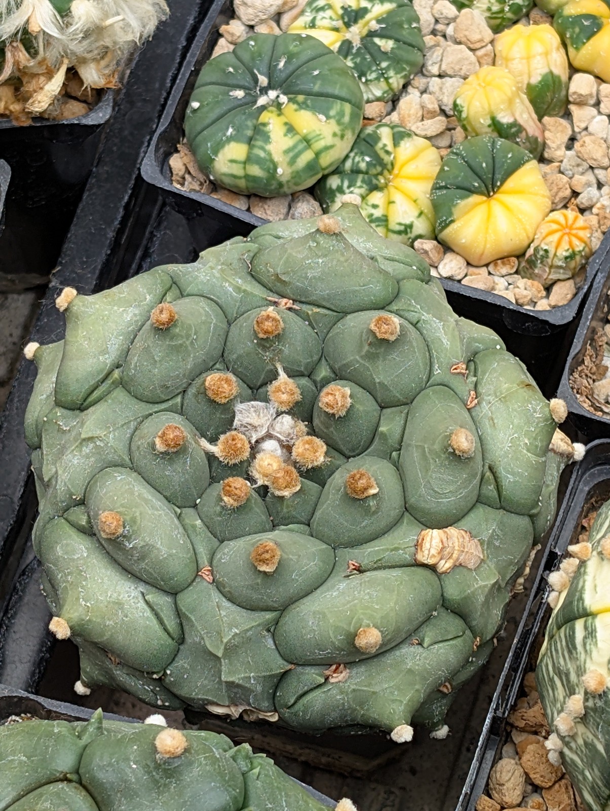 Astrophytum asterias Kikko x Variegata 25 Seeds - Image 3
