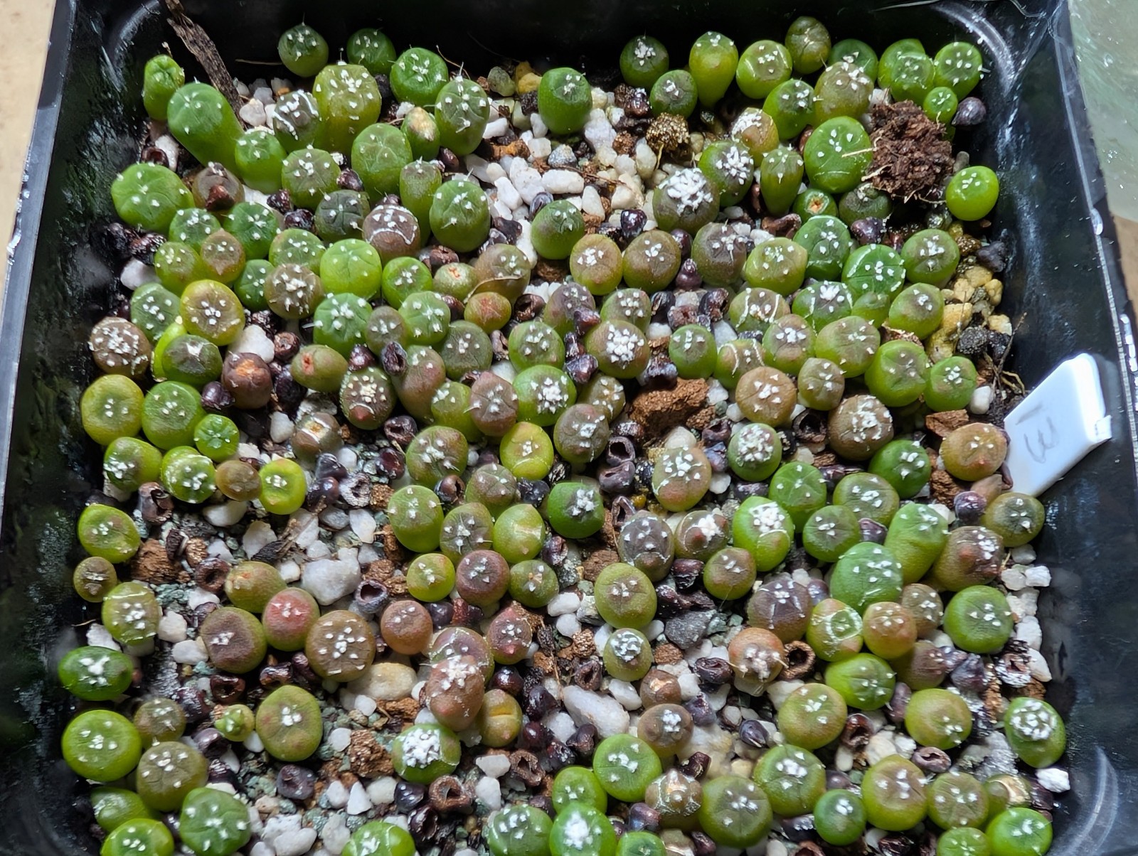 Astrophytum asterias "Mixed Cultivar" 100 Seeds - Image 15