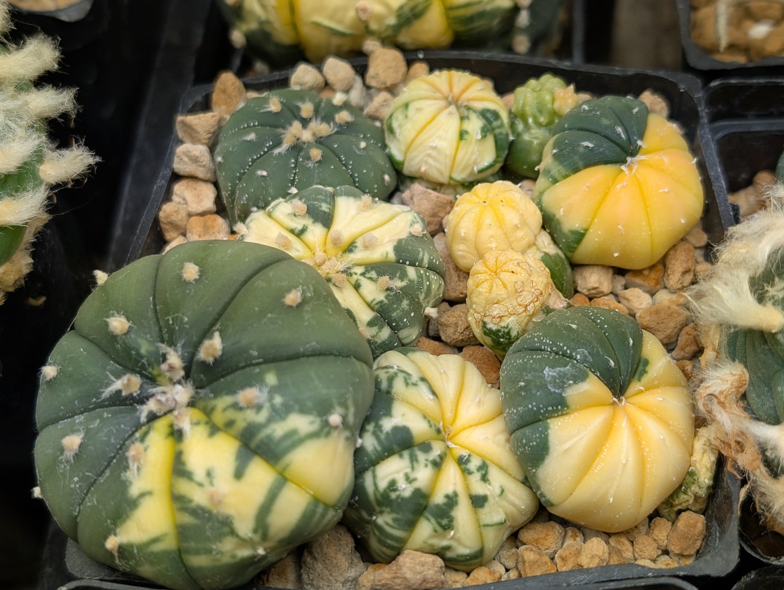 Astrophytum asterias "Mixed Cultivar" 100 Seeds - Image 16