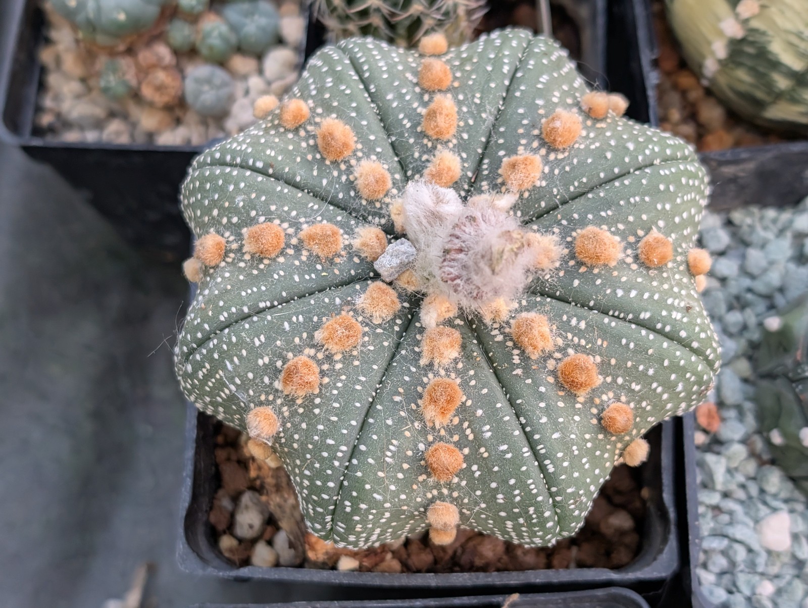 Astrophytum asterias "Mixed Cultivar" 100 Seeds - Image 17