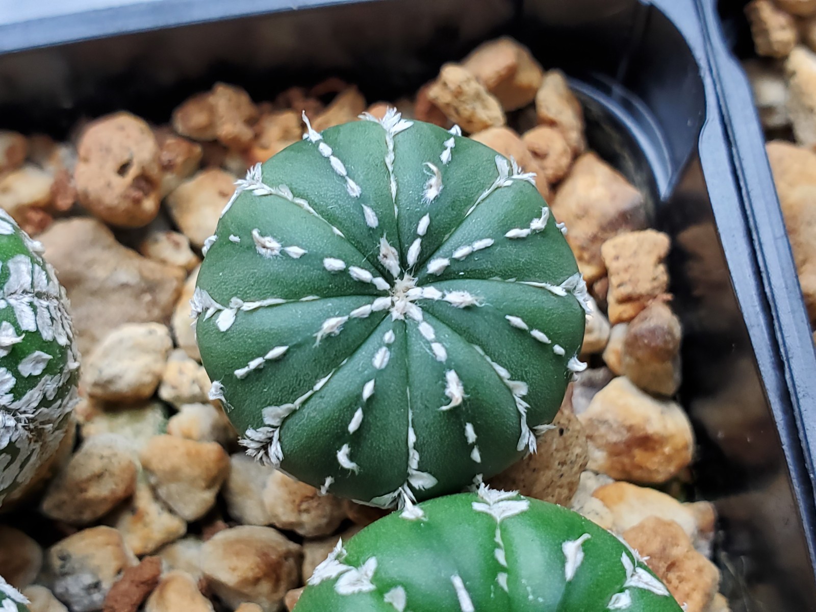 Astrophytum asterias "Mixed Cultivar" 100 Seeds - Image 18