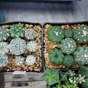 Astrophytum asterias "Mixed Cultivar" 100 Seeds