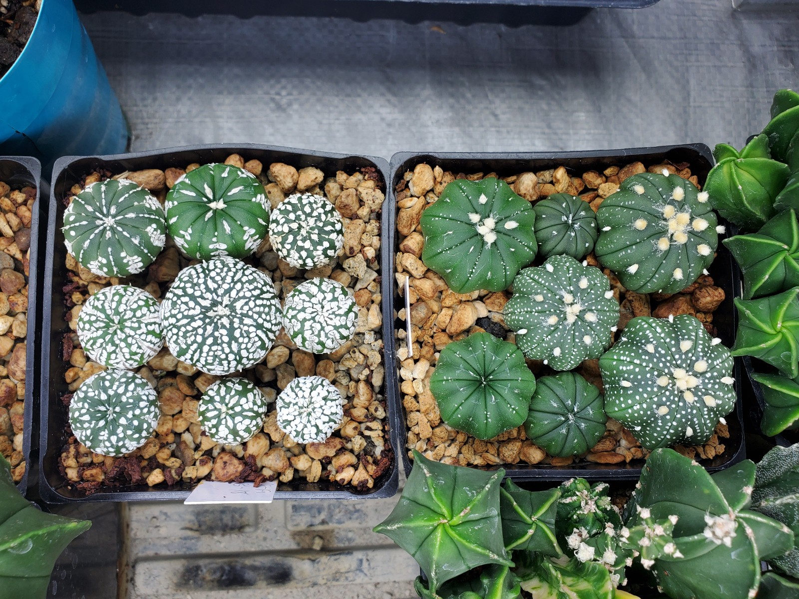 Astrophytum asterias "Mixed Cultivar" 100 Seeds