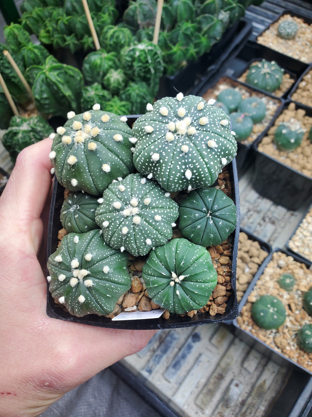 Astrophytum asterias "Mixed Cultivar" 100 Seeds - Image 19