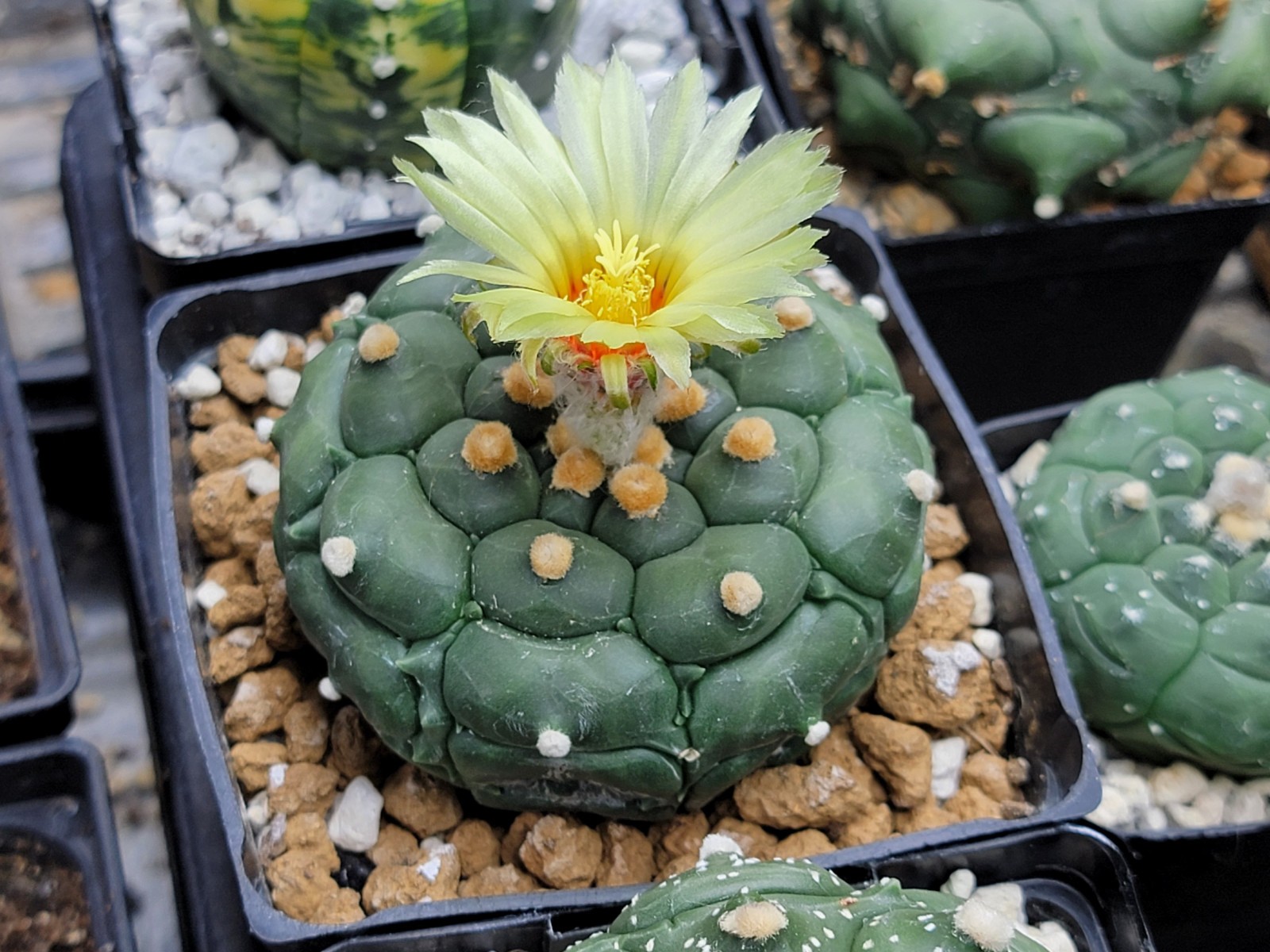 Astrophytum asterias Kikko x Variegata 25 Seeds - Image 7