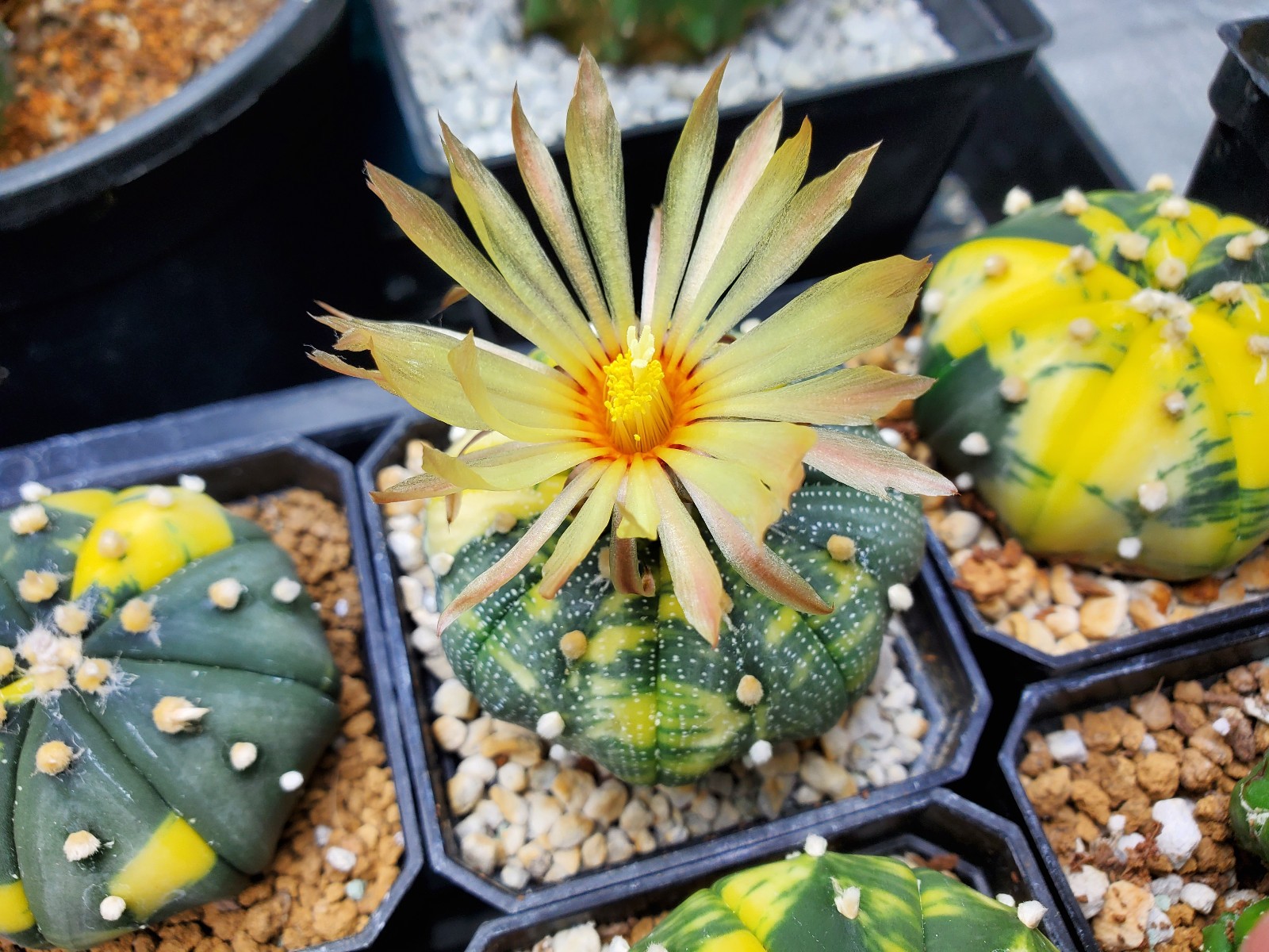 Astrophytum asterias Kikko x Variegata 25 Seeds - Image 5