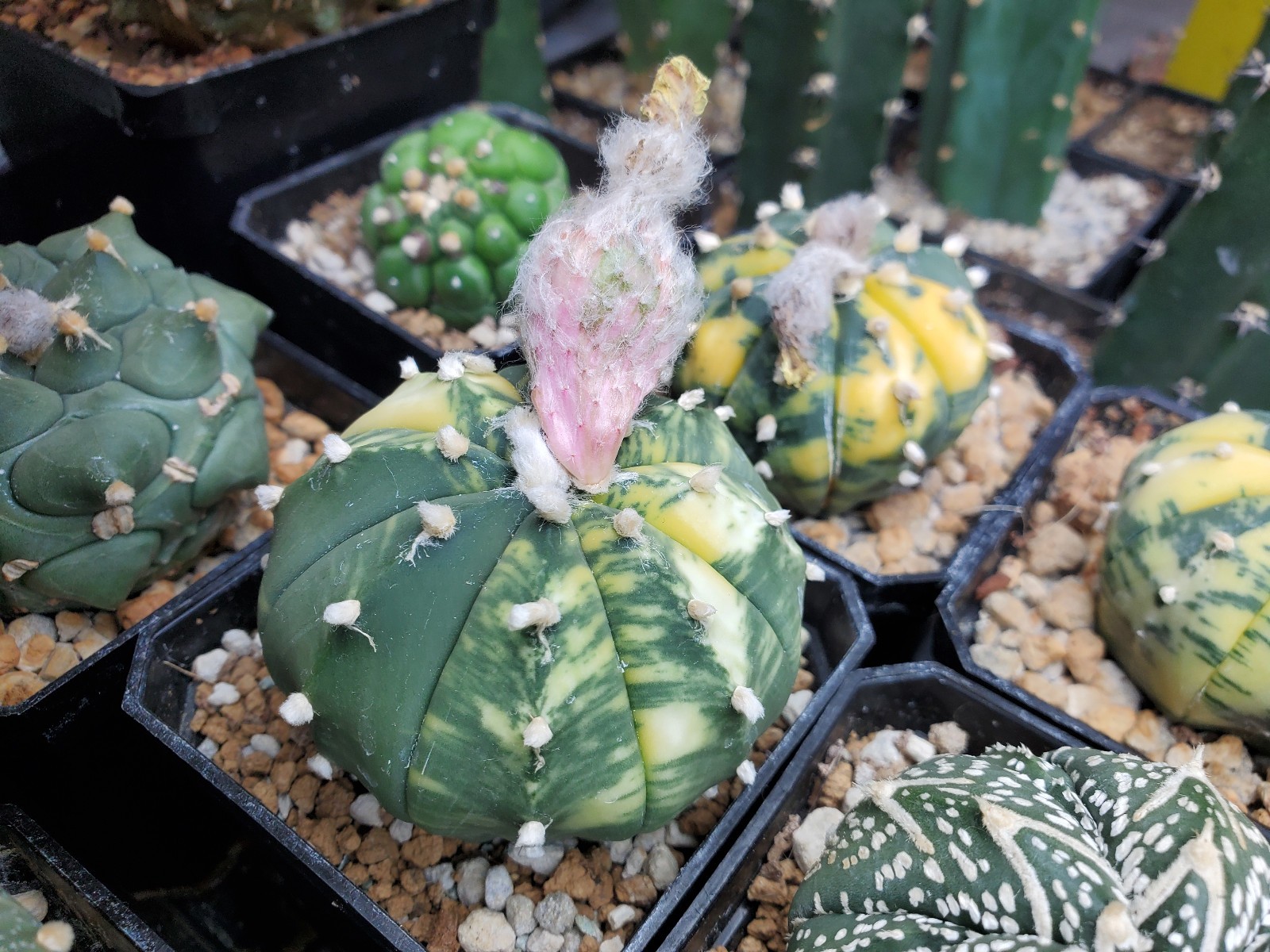 Astrophytum asterias "Mixed Cultivar" 100 Seeds - Image 21