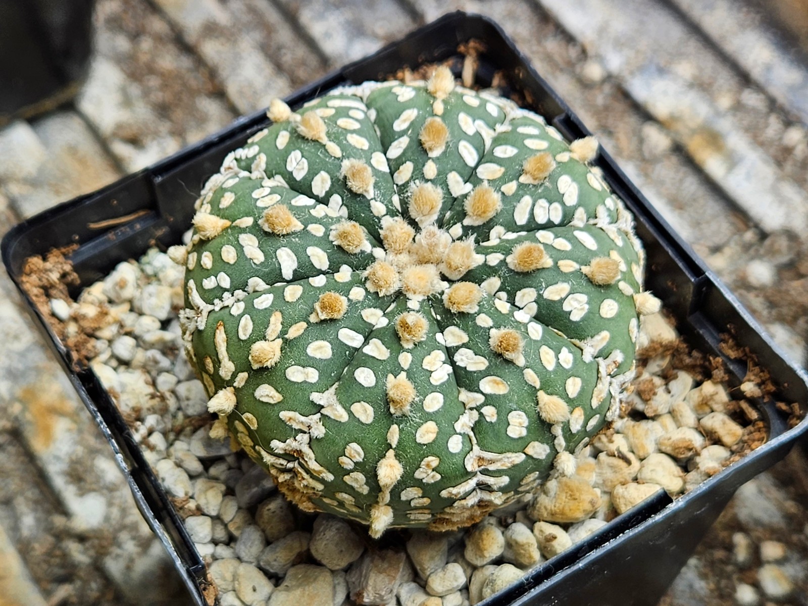 Astrophytum asterias "Mixed Cultivar" 100 Seeds - Image 3