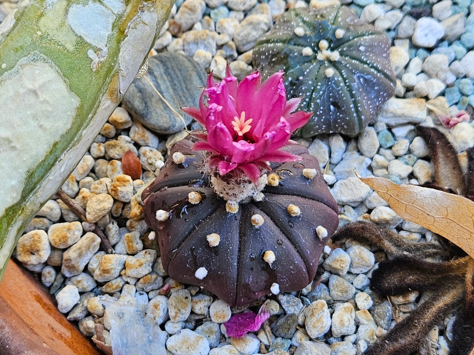Astrophytum asterias "Mixed Cultivar" 100 Seeds - Image 5