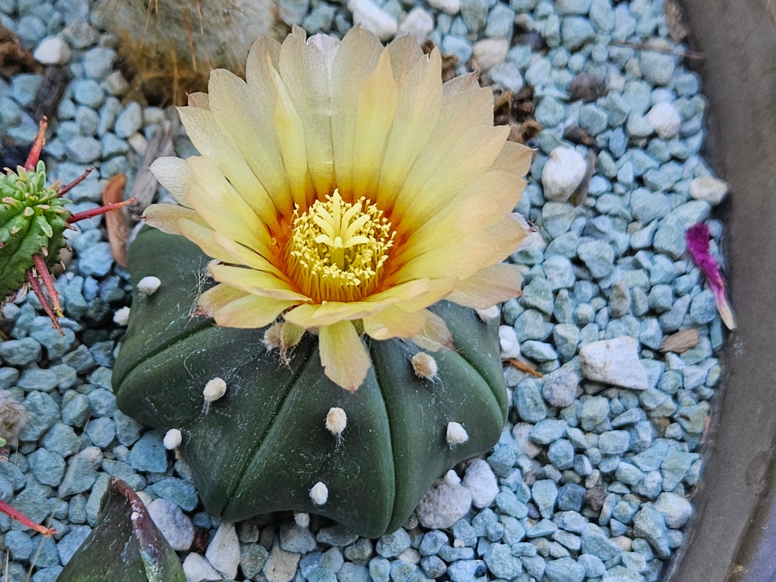 Astrophytum asterias "Mixed Cultivar" 100 Seeds - Image 6