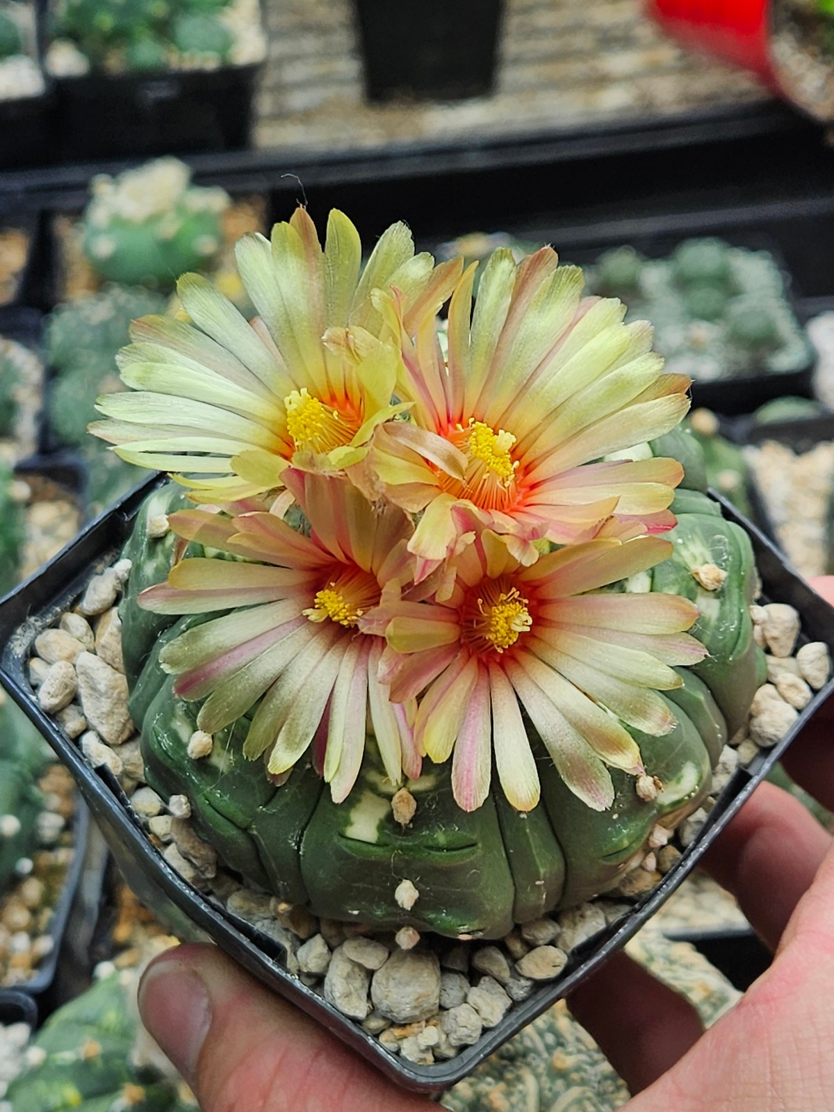 Astrophytum asterias "Mixed Cultivar" 100 Seeds - Image 7