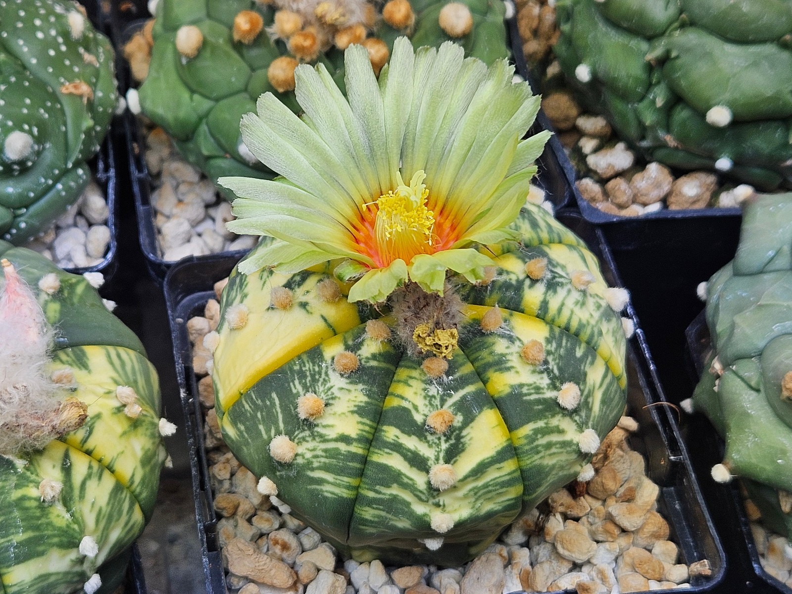 Astrophytum asterias Kikko x Variegata 25 Seeds - Image 6