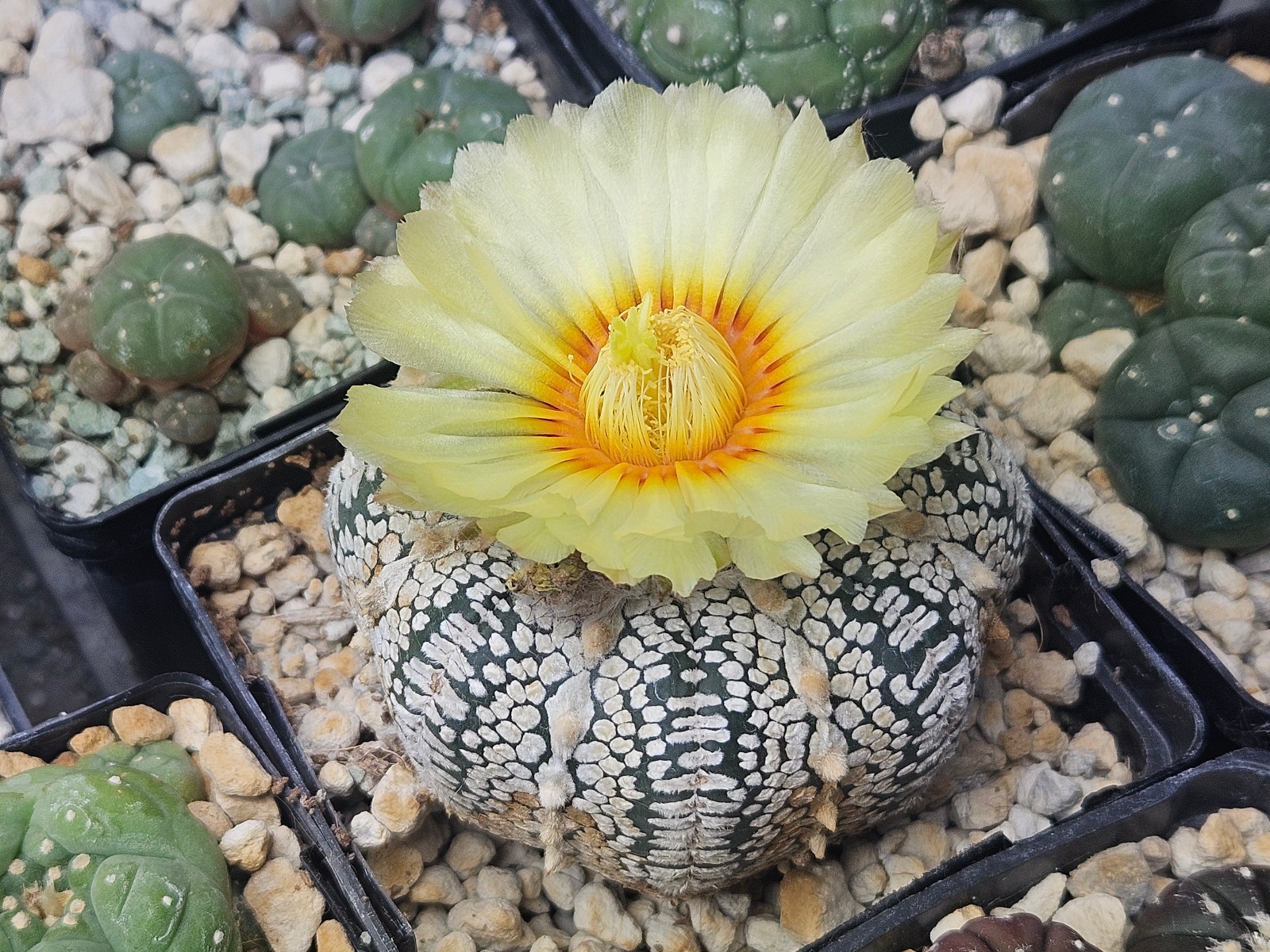 Astrophytum asterias "Mixed Cultivar" 100 Seeds - Image 9