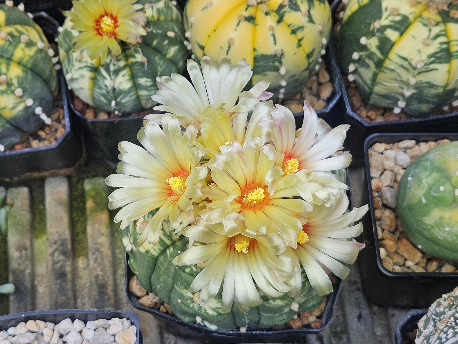 Astrophytum asterias "Mixed Cultivar" 100 Seeds - Image 10