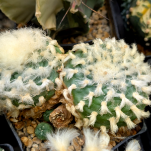 Lophophora koehresii Seeds
