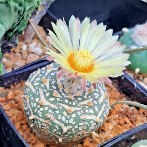 Astrophytum asterias "V type" 15 seeds